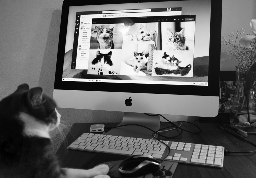 Header image: A black and white photograph of a cat sitting in front of a computer screen, watching images of other cats